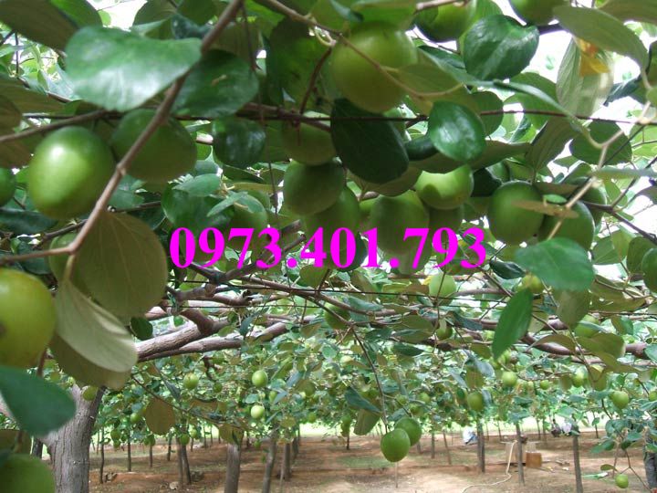 CÂY GIỐNG TÁO ĐẠI